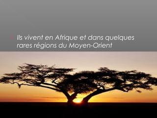  Ils vivent en Afrique et dans quelques
rares régions du Moyen-Orient