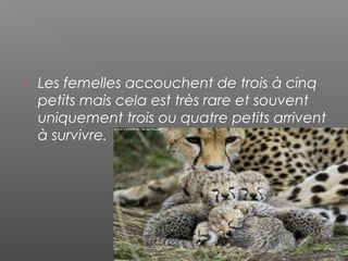  Les femelles accouchent de trois à cinq
petits mais cela est très rare et souvent
uniquement trois ou quatre petits arrivent
à survivre.