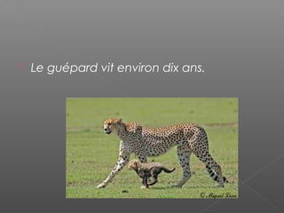  Le guépard vit environ dix ans.