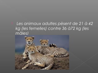  Les animaux adultes pèsent de 21 à 42
kg (les femelles) contre 36 à72 kg (les
mâles)