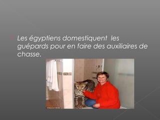  Les égyptiens domestiquent les
guépards pour en faire des auxiliaires de
chasse.