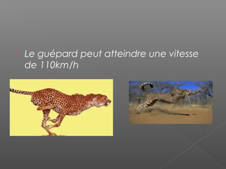  Le guépard peut atteindre une vitesse
de 110km/h
