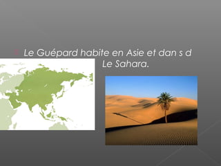  Le Guépard habite en Asie et dan s d
´Sahara Le Sahara.