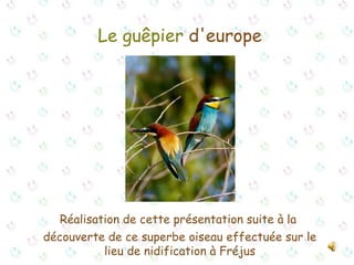 Le guêpier  d'europe Réalisation de cette présentation suite à la  découverte de ce superbe oiseau effectuée sur le lieu de nidification à Fréjus 