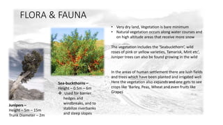 • Very dry land, Vegetation is bare minimum 
• Natural vegetation occurs along water courses and 
on high altitude areas that receive more snow 
The vegetation includes the ‘Seabuckthorn’, wild 
roses of pink or yellow varieties, Tamarisk, Mint etc’, 
Juniper trees can also be found growing in the wild 
In the areas of human settlement there are lush fields 
and trees which have been planted and irrigated well 
Here the vegetation also expands and one gets to see 
crops like ‘Barley, Peas, Wheat and even fruits like 
Grapes 
FLORA & FAUNA 
Junipers – 
Height – 5m – 15m 
Trunk Diameter – 2m 
Sea-buckthorns – 
Height – 0.5m – 6m 
 Used for barrier 
hedges and 
windbreaks, and to 
stabilize riverbanks 
and steep slopes 
 
