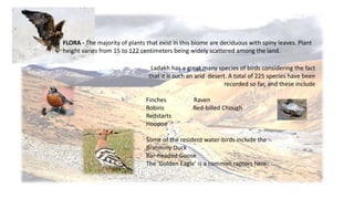 FLORA - The majority of plants that exist in this biome are deciduous with spiny leaves. Plant 
height varies from 15 to 122 centimeters being widely scattered among the land. 
Ladakh has a great many species of birds considering the fact 
that it is such an arid desert. A total of 225 species have been 
recorded so far, and these include 
Finches Raven 
Robins Red-billed Chough 
Redstarts 
Hoopoe 
Some of the resident water-birds include the 
Brahminy Duck 
Bar-headed Goose 
The ‘Golden Eagle’ is a common raptors here. 
 