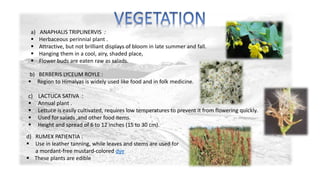 a) ANAPHALIS TRIPLINERVIS : 
 Herbaceous perinnial plant . 
 Attractive, but not brilliant displays of bloom in late summer and fall. 
 Hanging them in a cool, airy, shaded place, 
 Flower buds are eaten raw as salads. 
b) BERBERIS LYCEUM ROYLE : 
 Region to Himalyas is widely used like food and in folk medicine. 
c) LACTUCA SATIVA : 
 Annual plant . 
 Lettuce is easily cultivated, requires low temperatures to prevent it from flowering quickly. 
 Used for salads ,and other food items. 
 Height and spread of 6 to 12 inches (15 to 30 cm). 
d) RUMEX PATIENTIA : 
 Use in leather tanning, while leaves and stems are used for 
a mordant-free mustard-colored dye 
 These plants are edible 
 