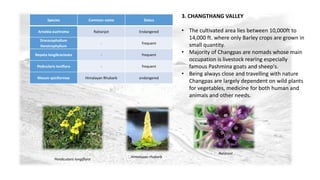 3. CHANGTHANG VALLEY 
• The cultivated area lies between 10,000ft to 
14,000 ft. where only Barley crops are grown in 
small quantity. 
• Majority of Changpas are nomads whose main 
occupation is livestock rearing especially 
famous Pashmina goats and sheep's. 
• Being always close and travelling with nature 
Changpas are largely dependent on wild plants 
for vegetables, medicine for both human and 
animals and other needs. 
Species Common name Status 
Arnebia euchroma Rattanjot Endangered 
Dracocephallum 
Heretrophyllum 
- frequent 
Nepeta longibracteata - frequent 
Pedicularis loniflora - frequent 
Rheum spiciformae Himalayan Rhubarb endangered 
Himalayan rhubarb 
Pendicularis longiflora 
Ratanjot 
 