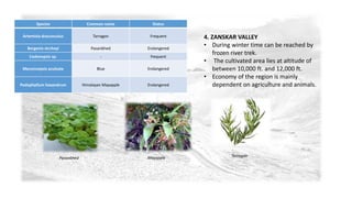 Species Common name Status 
Artemisia dracunculus Tarragon Frequent 
Bergenia strcheyi Pasanbhed Endangered 
Codonopsis sp. - frequent 
Meconnopsis aculeate Blue Endangered 
Podophyllum hexandrum Himalayan Mayapple Endangered 
4. ZANSKAR VALLEY 
• During winter time can be reached by 
frozen river trek. 
• The cultivated area lies at altitude of 
between 10,000 ft. and 12,000 ft. 
• Economy of the region is mainly 
dependent on agriculture and animals. 
Pasanbhed Mayapple Tarragon 
 