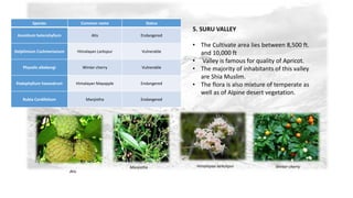 Species Common name Status 
Aconitum heterohyllum Atis Endangered 
Delphinium Cashmerianum Himalayan Larkspur Vulnerable 
Physalis alkekengi Winter cherry Vulnerable 
Podophyllum hexandrum Himalayan Mayapple Endangered 
Rubia Cordifoliam Manjistha Endangered 
5. SURU VALLEY 
• The Cultivate area lies between 8,500 ft. 
and 10,000 ft 
• Valley is famous for quality of Apricot. 
• The majority of inhabitants of this valley 
are Shia Muslim. 
• The flora is also mixture of temperate as 
well as of Alpine desert vegetation. 
Atis 
Manjistha Himalayan larkshpur Winter cherry 
 
