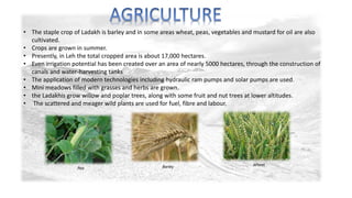 • The staple crop of Ladakh is barley and in some areas wheat, peas, vegetables and mustard for oil are also 
cultivated. 
• Crops are grown in summer. 
• Presently, in Leh the total cropped area is about 17,000 hectares. 
• Even irrigation potential has been created over an area of nearly 5000 hectares, through the construction of 
canals and water-harvesting tanks 
• The application of modern technologies including hydraulic ram pumps and solar pumps are used. 
• Mini meadows filled with grasses and herbs are grown. 
• the Ladakhis grow willow and poplar trees, along with some fruit and nut trees at lower altitudes. 
• The scattered and meager wild plants are used for fuel, fibre and labour. 
Pea Barley Wheat 
 