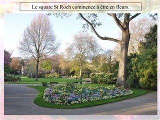 Le square St Roch commence à être en fleurs.
 