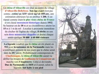 Le chêne d'Allouville est situé au centre du village
d'Allouville-Bellefosse. Son âge exact n'est pas
connu ; estimé au XIXe siècle âgé de 800 ans, une
estimation ultérieure lui en attribue 1 200. Il est
réputé comme étant le plus vieux chêne de France
et est classé monument historique depuis 1932.
Sa hauteur est de 18 m et sa circonférence atteint les
15 m à 1 m du sol1. Localisé à proximité immédiate
du clocher de l'église du village, il abrite en son
sein deux minuscules chapelles et draine chaque
année quelque 30 0002 à 60 000 visiteurs3
La légende voudrait que le chêne ait été planté en
911 pour la naissance de la Normandie mais les
scientifiques pensent de nos jours que le chêne serait
daté du IXe siècle. Probablement contemporain de
Charlemagne, le chêne d'Allouville aurait vu
défiler les troupes de Guillaume le Conquérant en
marche vers l'Angleterre. Celui-ci deviendra
Duc de Normandie en 1035 et il aurait, selon la
légende, fait halte à son pied4
 
