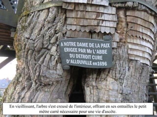En vieillissant, l'arbre s'est creusé de l'intérieur, offrant en ses entrailles le petit
mètre carré nécessaire pour une vie d'ascète.
 