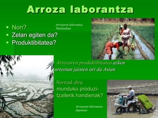 Arroza laborantza Non? Zelan egiten da? Produktibitatea? Arrozaren produktibitatea   azken  urteotan jaisten ari da Asian Nortzuk dira               munduko produzi-              tzailerik handienak? Arrozaren laborantza Japonian Arrozaren laborantza Thailandian 