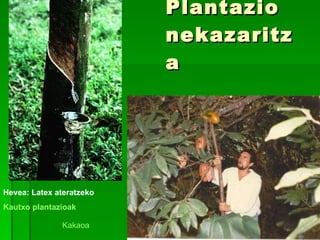 Plantazio nekazaritza Kakaoa Hevea: Latex ateratzeko Kautxo plantazioak 