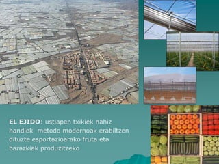 EL EJIDO: ustiapen txikiek nahiz
handiek metodo modernoak erabiltzen
dituzte esportazioarako fruta eta
barazkiak produzitzeko
 
