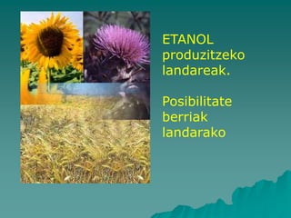 ETANOL
produzitzeko
landareak.

Posibilitate
berriak
landarako
 