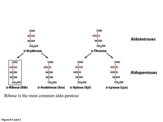 Figure 8-1 part 2
Ribose is the most common aldo-pentose
 