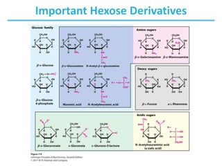 Important Hexose Derivatives
 