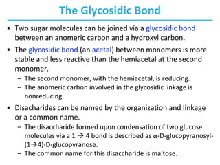 The Glycosidic Bond
• Two sugar molecules can be joined via a glycosidic bond
between an anomeric carbon and a hydroxyl carbon.
• The glycosidic bond (an acetal) between monomers is more
stable and less reactive than the hemiacetal at the second
monomer.
– The second monomer, with the hemiacetal, is reducing.
– The anomeric carbon involved in the glycosidic linkage is
nonreducing.
• Disacharides can be named by the organization and linkage
or a common name.
– The disaccharide formed upon condensation of two glucose
molecules via a 1  4 bond is described as α-D-glucopyranosyl-
(14)-D-glucopyranose.
– The common name for this disaccharide is maltose.
 