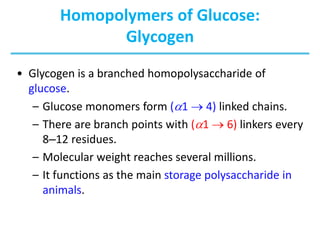 Homopolymers of Glucose:
Glycogen
• Glycogen is a branched homopolysaccharide of
glucose.
– Glucose monomers form (a1  4) linked chains.
– There are branch points with (a1  6) linkers every
8–12 residues.
– Molecular weight reaches several millions.
– It functions as the main storage polysaccharide in
animals.
 
