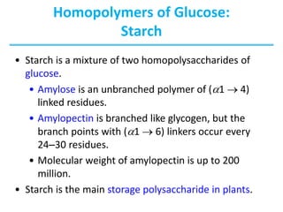 Homopolymers of Glucose:
Starch
• Starch is a mixture of two homopolysaccharides of
glucose.
• Amylose is an unbranched polymer of (a1  4)
linked residues.
• Amylopectin is branched like glycogen, but the
branch points with (a1  6) linkers occur every
24–30 residues.
• Molecular weight of amylopectin is up to 200
million.
• Starch is the main storage polysaccharide in plants.
 