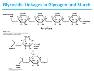 Glycosidic Linkages in Glycogen and Starch
 