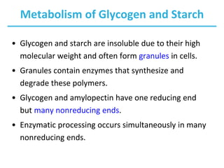 Metabolism of Glycogen and Starch
• Glycogen and starch are insoluble due to their high
molecular weight and often form granules in cells.
• Granules contain enzymes that synthesize and
degrade these polymers.
• Glycogen and amylopectin have one reducing end
but many nonreducing ends.
• Enzymatic processing occurs simultaneously in many
nonreducing ends.
 