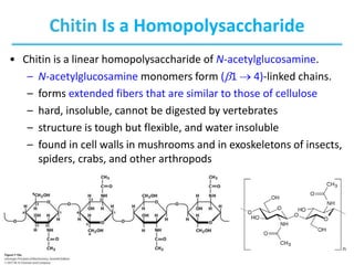 Chitin Is a Homopolysaccharide
• Chitin is a linear homopolysaccharide of N-acetylglucosamine.
– N-acetylglucosamine monomers form (b1  4)-linked chains.
– forms extended fibers that are similar to those of cellulose
– hard, insoluble, cannot be digested by vertebrates
– structure is tough but flexible, and water insoluble
– found in cell walls in mushrooms and in exoskeletons of insects,
spiders, crabs, and other arthropods
 