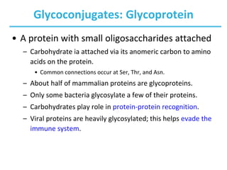 Glycoconjugates: Glycoprotein
• A protein with small oligosaccharides attached
– Carbohydrate ia attached via its anomeric carbon to amino
acids on the protein.
• Common connections occur at Ser, Thr, and Asn.
– About half of mammalian proteins are glycoproteins.
– Only some bacteria glycosylate a few of their proteins.
– Carbohydrates play role in protein-protein recognition.
– Viral proteins are heavily glycosylated; this helps evade the
immune system.
 