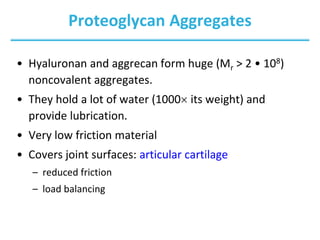 Proteoglycan Aggregates
• Hyaluronan and aggrecan form huge (Mr > 2 • 108)
noncovalent aggregates.
• They hold a lot of water (1000 its weight) and
provide lubrication.
• Very low friction material
• Covers joint surfaces: articular cartilage
– reduced friction
– load balancing
 