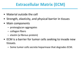 Extracellular Matrix (ECM)
• Material outside the cell
• Strength, elasticity, and physical barrier in tissues
• Main components
– proteoglycan aggregates
– collagen fibers
– elastin (a fibrous protein)
• ECM is a barrier for tumor cells seeking to invade new
tissues.
– Some tumor cells secrete heparinase that degrades ECM.
 