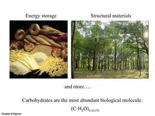 Chapter 8 Opener
Carbohydrates are the most abundant biological molecule.
(C·H2O)n (n≥3)
Energy storage Structural materials
and more….
 
