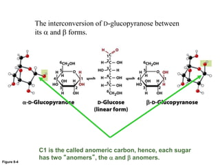 Figure 8-4
The interconversion of D-glucopyranose between
its a and b forms.
C1 is the called anomeric carbon, hence, each sugar
has two “anomers”, the a and b anomers.
 
