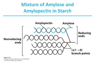 Mixture of Amylose and
Amylopectin in Starch
 