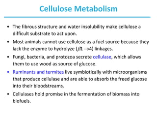 Cellulose Metabolism
• The fibrous structure and water insolubility make cellulose a
difficult substrate to act upon.
• Most animals cannot use cellulose as a fuel source because they
lack the enzyme to hydrolyze (b1 4) linkages.
• Fungi, bacteria, and protozoa secrete cellulase, which allows
them to use wood as source of glucose.
• Ruminants and termites live symbiotically with microorganisms
that produce cellulase and are able to absorb the freed glucose
into their bloodstreams.
• Cellulases hold promise in the fermentation of biomass into
biofuels.
 