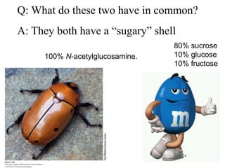 Q: What do these two have in common?
A: They both have a “sugary” shell
80% sucrose
10% glucose
10% fructose
100% N-acetylglucosamine.
 