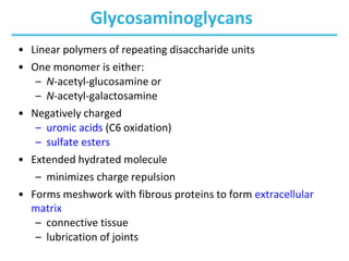 Glycosaminoglycans
• Linear polymers of repeating disaccharide units
• One monomer is either:
– N-acetyl-glucosamine or
– N-acetyl-galactosamine
• Negatively charged
– uronic acids (C6 oxidation)
– sulfate esters
• Extended hydrated molecule
– minimizes charge repulsion
• Forms meshwork with fibrous proteins to form extracellular
matrix
– connective tissue
– lubrication of joints
 