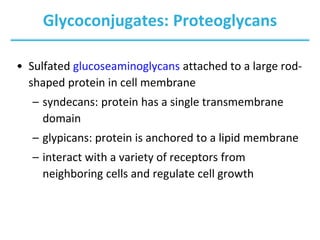 Glycoconjugates: Proteoglycans
• Sulfated glucoseaminoglycans attached to a large rod-
shaped protein in cell membrane
– syndecans: protein has a single transmembrane
domain
– glypicans: protein is anchored to a lipid membrane
– interact with a variety of receptors from
neighboring cells and regulate cell growth
 
