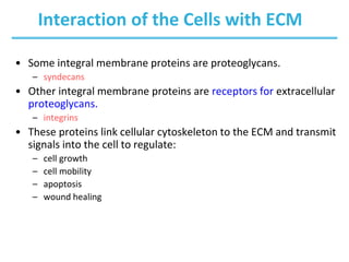 Interaction of the Cells with ECM
• Some integral membrane proteins are proteoglycans.
– syndecans
• Other integral membrane proteins are receptors for extracellular
proteoglycans.
– integrins
• These proteins link cellular cytoskeleton to the ECM and transmit
signals into the cell to regulate:
– cell growth
– cell mobility
– apoptosis
– wound healing
 