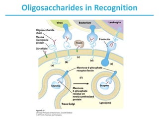Oligosaccharides in Recognition
 