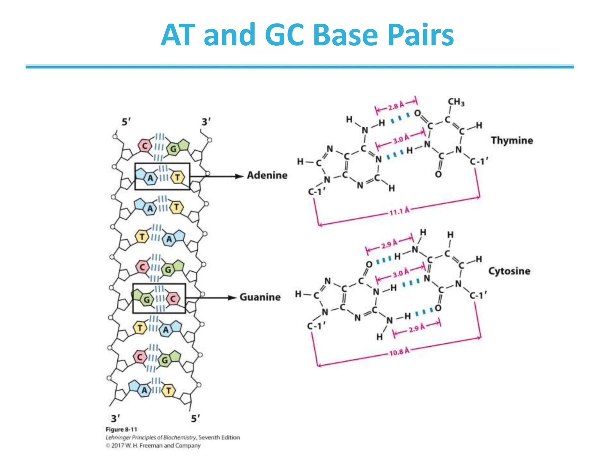 Lehninger_Ch8_Nucleotides.ppt that works | PPT