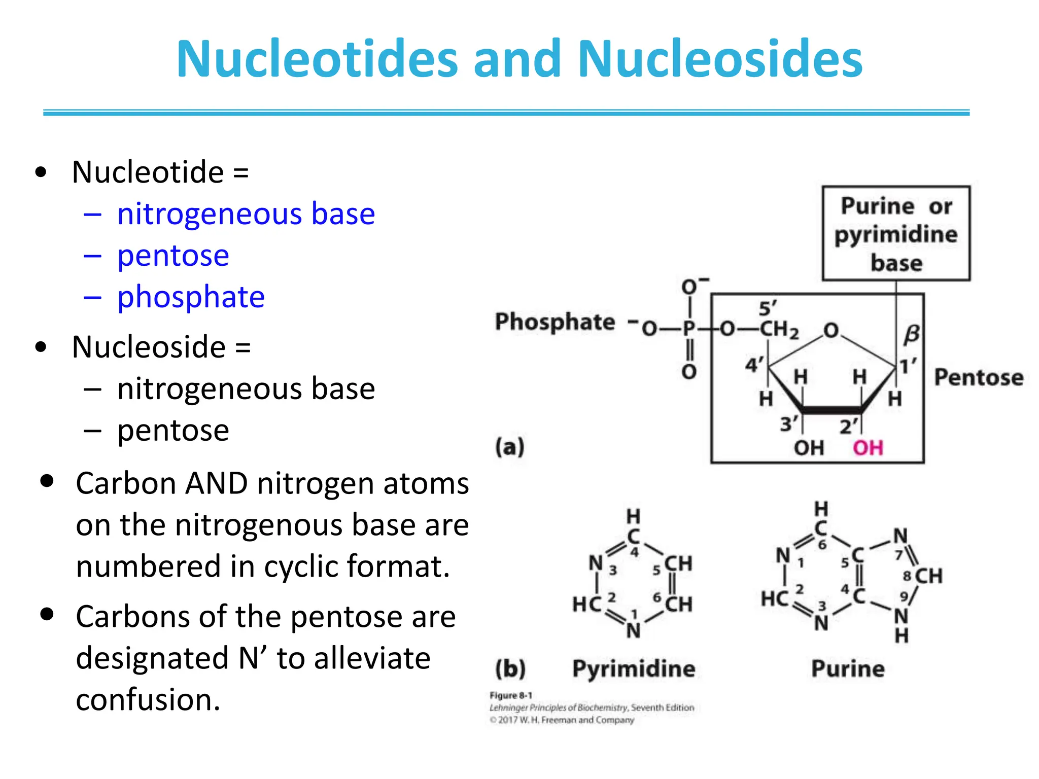 Lehninger_Ch8_Nucleotides.ppt that works | PPT