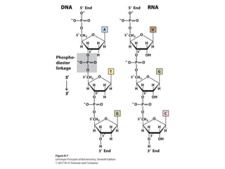 Lehninger_Ch8_Nucleotides.ppt that works | PPT