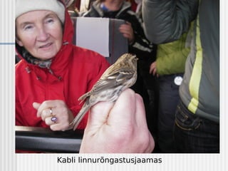 Kabli linnurõngastusjaamas
 