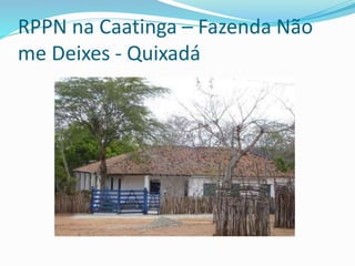 RPPN na Caatinga – Fazenda Não
me Deixes - Quixadá
 