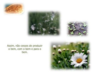 Assim, não cesses de produzir
 o bem, com o bem e para o
            bem.
 