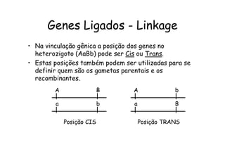 Genes Ligados - Linkage
• Na vinculação gênica a posição dos genes no
  heterozigoto (AaBb) pode ser Cis ou Trans.
• Estas posições também podem ser utilizadas para se
  definir quem são os gametas parentais e os
  recombinantes.
        A                 B      A               b

        a                 b       a              B


            Posição CIS               Posição TRANS
 