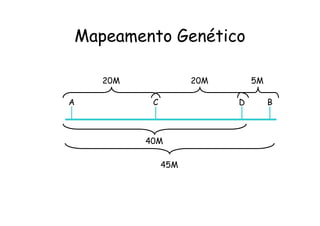 Mapeamento Genético

    20M              20M       5M

A          C               D        B



          40M

               45M
 